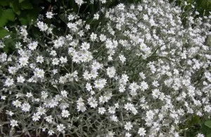 Cum de a decora intrarea în casă, creând o grădină frumoasă