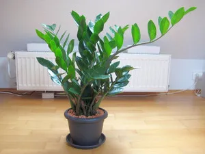 Mivel Zamioculcas reprodukálás az otthoni levél és ág