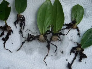 După cum reproducerea Zamioculcas se efectuează în frunze de origine și creanga