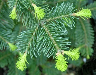 Distingându de brad (picea si abies)