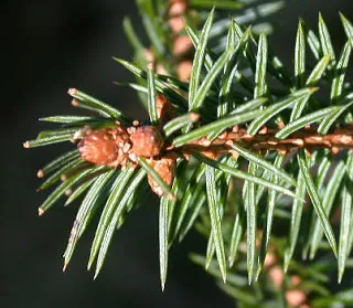 Distingându de brad (picea si abies)