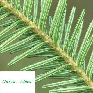 Distingându de brad (picea si abies)