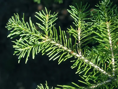 Distingându de brad (picea si abies)