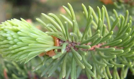 Distingându de brad (picea si abies)