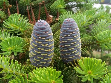 Distingându de brad (picea si abies)