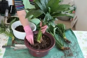 Hogyan transzplantáció Spathiphyllum után vásárol mágikus növények