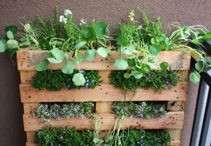 Cum să planteze legume pe balcon de roșii, castraveți, verdeață - idei fotografie