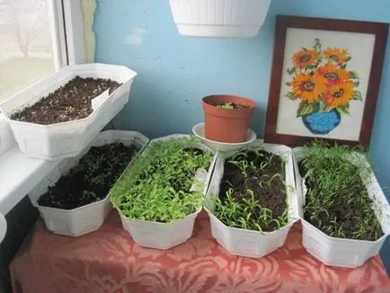 Cum să planteze legume pe balcon de roșii, castraveți, verdeață - idei fotografie