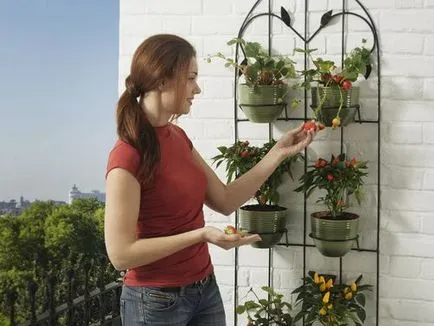 Cum să planteze legume pe balcon de roșii, castraveți, verdeață - idei fotografie