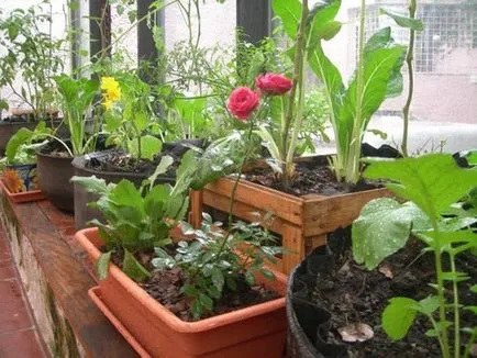 Cum să planteze legume pe balcon de roșii, castraveți, verdeață - idei fotografie