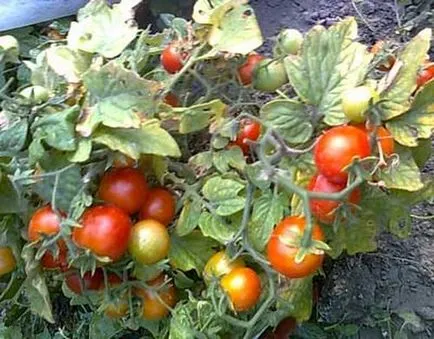 Cum să planteze legume pe balcon de roșii, castraveți, verdeață - idei fotografie