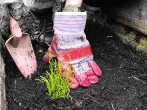 Cum să planteze și să crească iarbă neagră în grădina sa