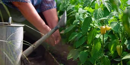 Hogyan, hogy a víz a kertben sokat, mikor, hogyan - faház