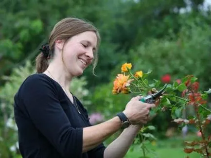 Cum să taie trandafiri după trandafiri floare de tăiere în video de vară