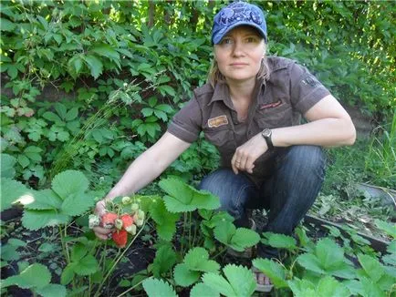 Як правильно вирощувати полуницю (полуницю) Як правильно вирощувати полуницю