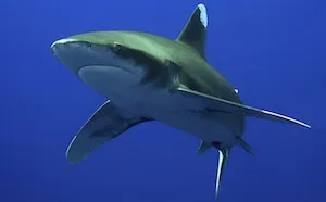 Hogyan lehet leküzdeni a félelem a cápa búvár