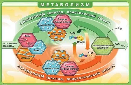 Как - да се разклаща - метаболизъм митове и истината krasa66 красота и здраве в Екатеринбург