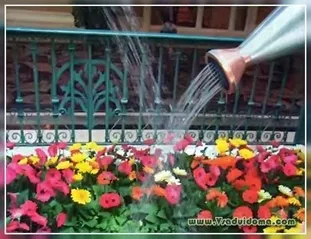 Як і коли поливати квіти в саду у відкритому грунті, сайт про сад, дачі і кімнатних рослинах (саду) Як і коли поливати квіти в саду у відкритому грунті, сайт про сад, дачі і кімнатних рослинах