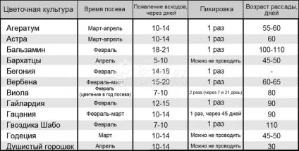 Які квіти можна посіяти на розсаду в лютому, терміни висадки в грунт (терміни) Які квіти можна посіяти на розсаду в лютому, терміни висадки в грунт