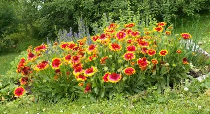 Які невибагливі квіти вибрати для клумби, квітникар-консалтинг