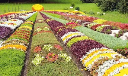 Які невибагливі квіти вибрати для клумби, квітникар-консалтинг