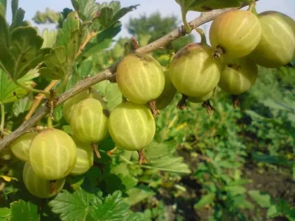 Які дерева і кущі не можна садити поруч жіночий світ (сусіди) Які дерева і кущі не можна садити поруч жіночий світ