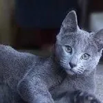 Кішка корат фото, ціна, характер, історія, опісаені і все про породу, ціна, характеристика і