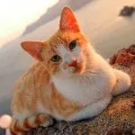 Кішка корат фото, ціна, характер, історія, опісаені і все про породу, ціна, характеристика і