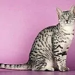 Кішка корат фото, ціна, характер, історія, опісаені і все про породу, ціна, характеристика і