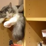 Кот світ - кототека - найцікавіше про світ кішок (Даунінг-стріт Котячі кафе) Кот світ - кототека - найцікавіше про світ кішок