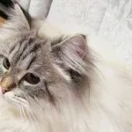 Кот світ - кототека - найцікавіше про світ кішок (Youtube Ларрі якого попросили) Кот світ - кототека - найцікавіше про світ кішок