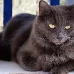 Кішка корат фото, ціна, характер, історія, опісаені і все про породу, ціна, характеристика і