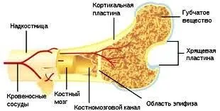 Кістки людини - норма і патологія (людини) Кістки людини - норма і патологія