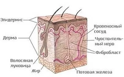 Шкіра та її похідні, похідні елементи (придатки) - будова шкіри (навчальні матеріали) Шкіра та її похідні, похідні елементи (придатки) - будова шкіри