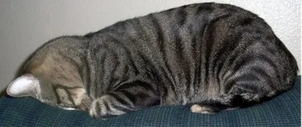 Кот хропе, чому