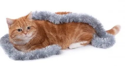 Кот з'їв дощик, що робити, рудий кіт