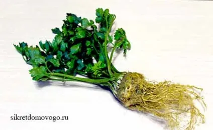 Кореневої селера особливості вирощування, секрети будинкового (вирощування) Кореневої селера особливості вирощування, секрети будинкового