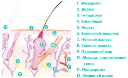 шкіра кішки