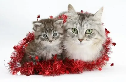 Кот з'їв дощик, що робити, рудий кіт