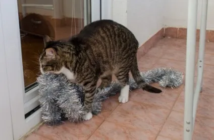 Кот з'їв дощик, що робити, рудий кіт