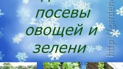 Pe măsură ce recolta în domeniu, dacă nu se poate face față cu buruieni - kyrgyzkorm