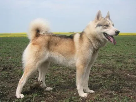 Cum să păstrați Husky - Husky ca pompă în contact - ingrijirea si cresterea