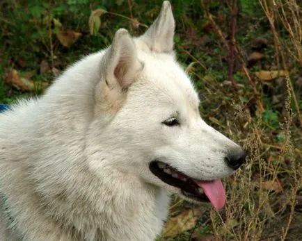 Hogyan tartsuk a Husky - Husky pumpás érintkezik - a gondozás és nevelés