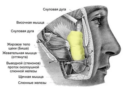 Как да премахнете булдог бузи на лицето като неоперативен и затегнете пропадналия бузите чрез операцията