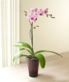 Hogyan törődik orchideák - phalaenopsis otthoni gondozást, orchidea egy bankban vásárolni, hogyan