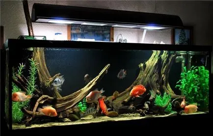 Hogyan gondoskodik akvárium - hogyan lehet létrehozni egy akvárium - berendezések és tartozékok