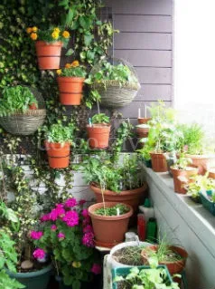 Как да расте спанак в страната и на перваза на прозореца - това е лесно