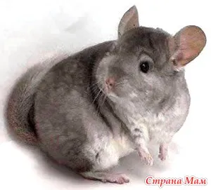 Cum de a alege un chinchilla - toate chinchilla - acasă Mamele