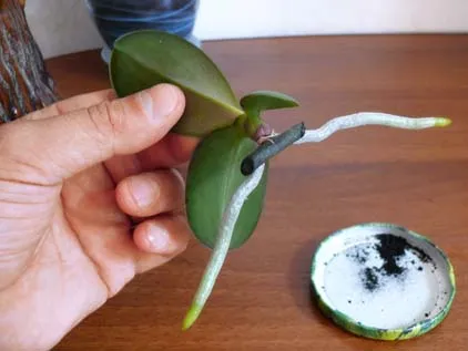 Hogyan növekszik és külön Babe tüske phalaenopsis