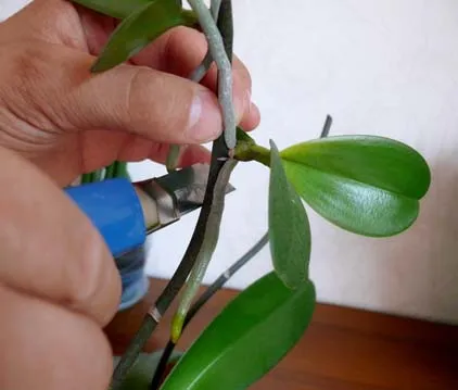 Как да расте и отделна Бейб скок Phalaenopsis